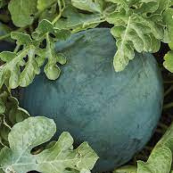 Water Melon - Image 2